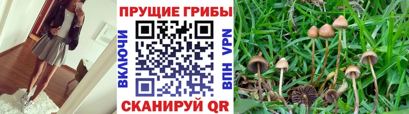 darknet формула  OMG маркетплейс  Мещовск  Галлюциногенные грибы мухоморы 